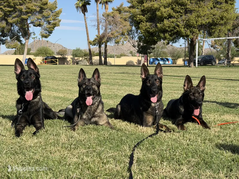 Marketta – German Shepherd Dog puppy for sale in Phoenix, AZ