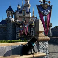 Bruce, a male Labrador Retriever for sale in Phoenix, AZ – Photo 7 of 9