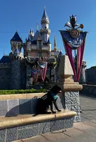 Bruce, a male Labrador Retriever for sale in Phoenix, AZ – Photo 7 of 9