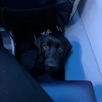 Bruce, a male Labrador Retriever for sale in Phoenix, AZ – Photo 5 of 9