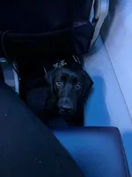 Bruce, a male Labrador Retriever for sale in Phoenix, AZ – Photo 5 of 9