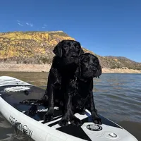 Bruce, a male Labrador Retriever for sale in Phoenix, AZ – Photo 3 of 9