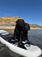 Bruce, a male Labrador Retriever for sale in Phoenix, AZ – Photo 3 of 9