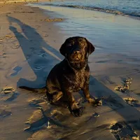 Bruce, a male Labrador Retriever for sale in Phoenix, AZ – Photo 4 of 9