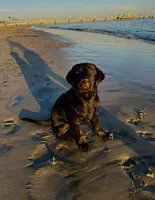 Bruce, a male Labrador Retriever for sale in Phoenix, AZ – Photo 4 of 9