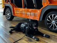 Bruce, a male Labrador Retriever for sale in Phoenix, AZ – Photo 2 of 9