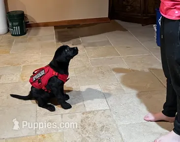 Bruce, a male Labrador Retriever for sale in Phoenix, AZ – Photo 8 of 9