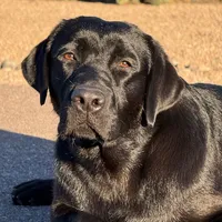 Bruce, a male Labrador Retriever for sale in Phoenix, AZ – Photo 1 of 9