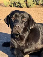 Bruce, a male Labrador Retriever for sale in Phoenix, AZ – Photo 1 of 9