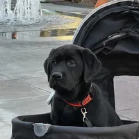 Bruce, a male Labrador Retriever for sale in Phoenix, AZ – Photo 9 of 9