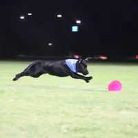 Bruce, a male Labrador Retriever for sale in Phoenix, AZ – Photo 6 of 9