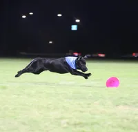 Bruce, a male Labrador Retriever for sale in Phoenix, AZ – Photo 6 of 9
