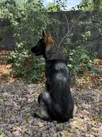 Zoe, a female German Shepherd Dog for sale in Phoenix, AZ – 2 of 3