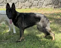 Zoe, a female German Shepherd Dog for sale in Phoenix, AZ – 3 of 3