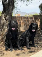 Bruce, a male Labrador Retriever for sale in Phoenix, AZ – 3 of 10