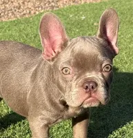 Pearl, a female French Bulldog for sale in Phoenix, AZ – Photo 3 of 3