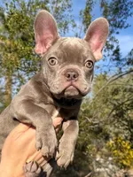 Pearl, a female French Bulldog for sale in Phoenix, AZ – Photo 1 of 3