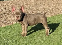 Pearl, a female French Bulldog for sale in Phoenix, AZ – Photo 2 of 3