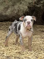Coraline, a female English Bulldog for sale in Phoenix, AZ – 9 of 10