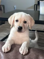 Winnie, a female Labrador Retriever for sale in Phoenix, AZ – 2 of 2