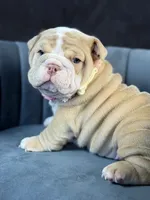 processed/b61a6a65-abc5-4fa6-8629-92aa99031c42/listing/6718fd15-0c9d-4e5e-9daa-a9697c8c7e51/8adb7256-c54b-471f-ba0b-f325eee206cc