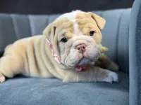 processed/b61a6a65-abc5-4fa6-8629-92aa99031c42/listing/6718fd15-0c9d-4e5e-9daa-a9697c8c7e51/eb7adb81-9881-4da4-8759-9ff56759788f