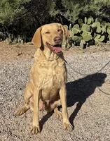 Honey, a female Chesapeake Bay Retriever for sale in Phoenix, AZ – Photo 2 of 2