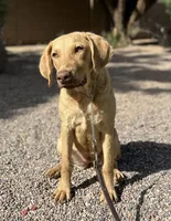 Honey, a female Chesapeake Bay Retriever for sale in Phoenix, AZ – Photo 1 of 2