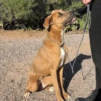 Whiskey, a female Great Dane and Rhodesian Ridgeback for sale in Phoenix, AZ – Photo 2 of 6