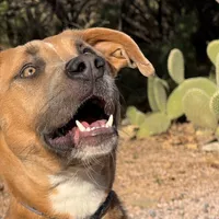 Whiskey, a female Great Dane and Rhodesian Ridgeback for sale in Phoenix, AZ – Photo 3 of 6