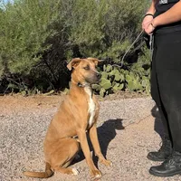 Whiskey, a female Great Dane and Rhodesian Ridgeback for sale in Phoenix, AZ – Photo 4 of 6