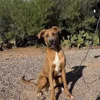 Whiskey, a female Great Dane and Rhodesian Ridgeback for sale in Phoenix, AZ – Photo 5 of 6