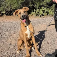 Whiskey, a female Great Dane and Rhodesian Ridgeback for sale in Phoenix, AZ – Photo 6 of 6