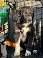 Balto, a male Great Pyrenees and Newfoundland for sale in Phoenix, AZ – Photo 3 of 6