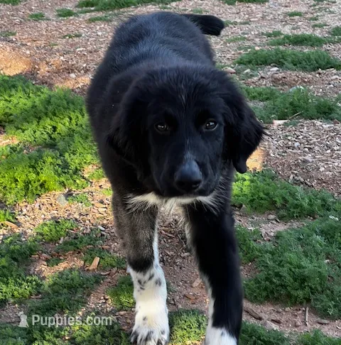 Balto, a male Great Pyrenees and Newfoundland for sale in Phoenix, AZ – Photo 4 of 6