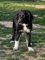 Balto, a male Great Pyrenees and Newfoundland for sale in Phoenix, AZ – Photo 1 of 6
