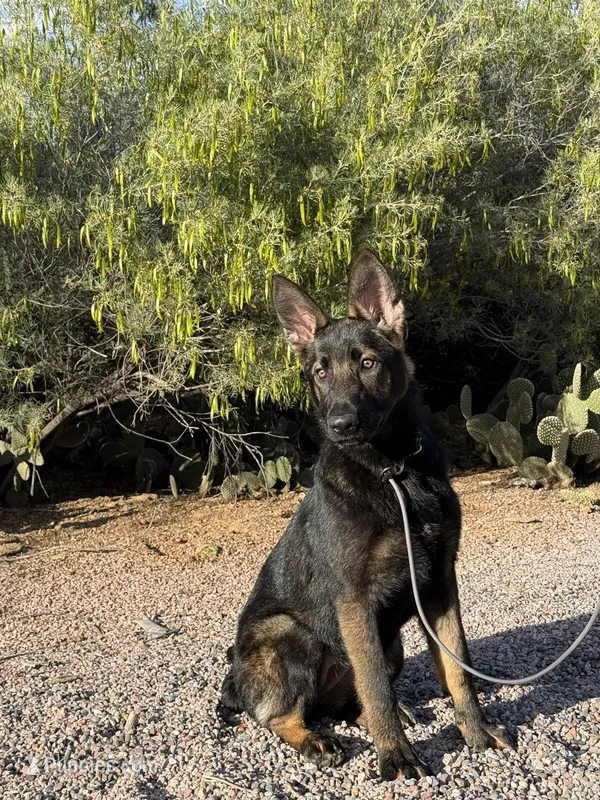 Marketta – German Shepherd Dog puppy for sale in Phoenix, AZ
