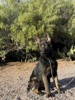 Marketta, a female German Shepherd Dog for sale in Phoenix, AZ – 1 of 1