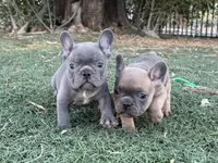 Steele, a male French Bulldog for sale in Phoenix, AZ – Photo 3 of 10