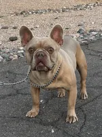 Steele, a male French Bulldog for sale in Phoenix, AZ – Photo 9 of 10