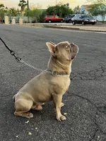 Steele, a male French Bulldog for sale in Phoenix, AZ – Photo 8 of 10