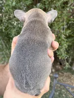 Steele, a male French Bulldog for sale in Phoenix, AZ – Photo 4 of 10