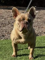 Steele, a male French Bulldog for sale in Phoenix, AZ – Photo 10 of 10