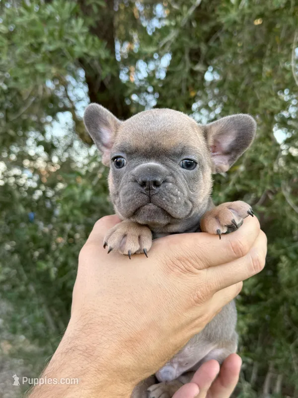 Steele, a male French Bulldog for sale in Phoenix, AZ – Photo 1 of 10