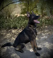 Marketta, a female German Shepherd Dog for sale in Phoenix, AZ – 3 of 7