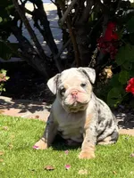 Coraline, a female English Bulldog for sale in Phoenix, AZ – 5 of 7
