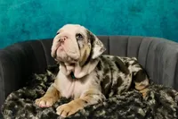 Coraline, a female English Bulldog for sale in Phoenix, AZ – 4 of 7