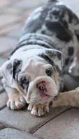 Coraline, a female English Bulldog for sale in Phoenix, AZ – 3 of 7