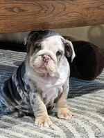 Coraline, a female English Bulldog for sale in Phoenix, AZ – 7 of 7