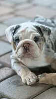 Coraline, a female English Bulldog for sale in Phoenix, AZ – 2 of 7